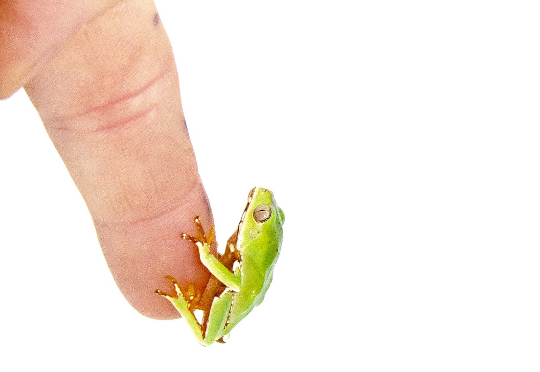 Waxy Monkey Tree Frog Babies